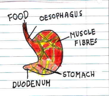 stomach.jpg